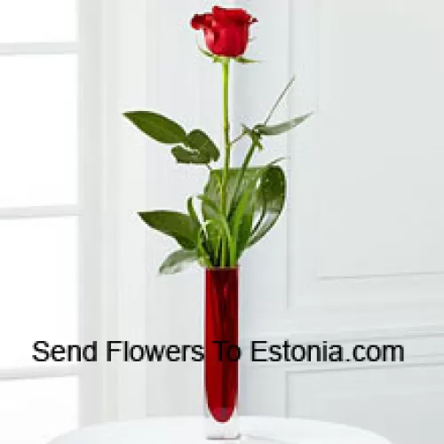 Een enkele rode roos in een rode reageerbuisvaas (We behouden het recht om de vaas te vervangen in geval van niet-beschikbaarheid. Beperkte voorraad)