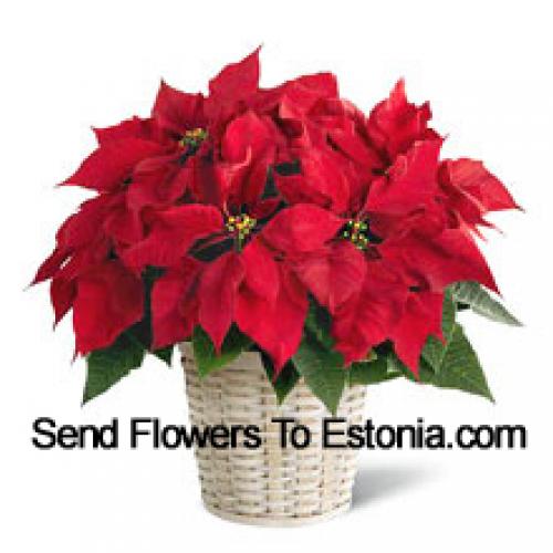 Bonita Poinsettia em Cesto