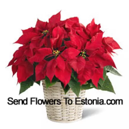 Un pungente, colorato, a lunga durata poinsettia in un cestino. (Si prega di notare che ci riserviamo il diritto di sostituire qualsiasi prodotto con un prodotto idoneo di pari valore in caso di non disponibilità di un certo prodotto)