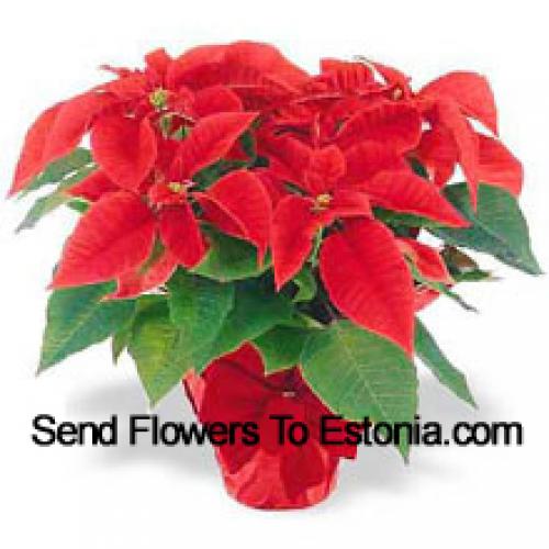 Belas Poinsettias Vermelhas