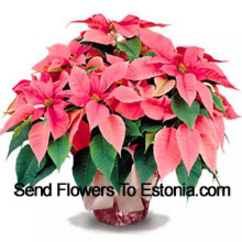 Elegantes Poinsettias com Folhas