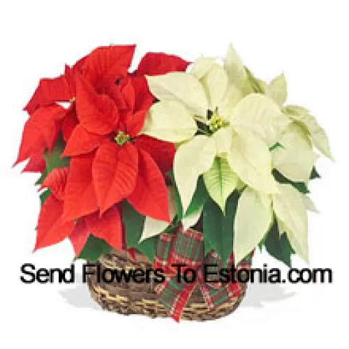 Due poinsettie colorate e a lunga durata combinate in un cestino per un regalo elegante per le festività! Una è rossa, e l'altra è bianca, rosa o di un altro colore popolare. (Si prega di notare che ci riserviamo il diritto di sostituire qualsiasi prodotto con un prodotto adeguato di pari valore in caso di non disponibilità di un certo prodotto)